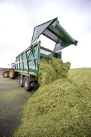 Maize harvesting